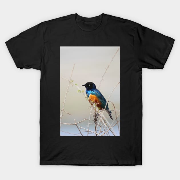 Superb Starling, Kenya T-Shirt by Carole-Anne